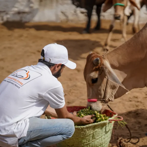 Waqf Qurbani (Cow)