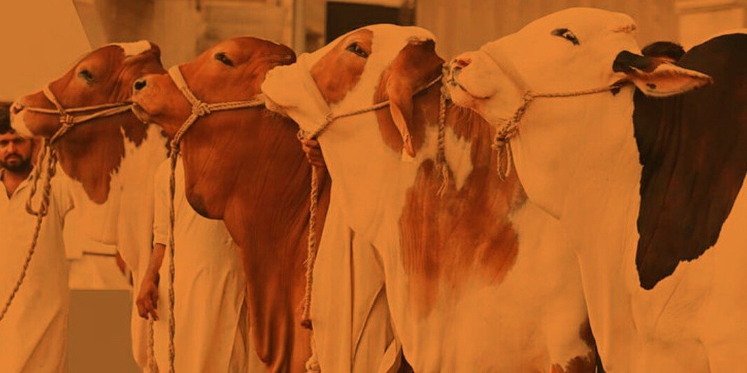 Waqf Qurbani