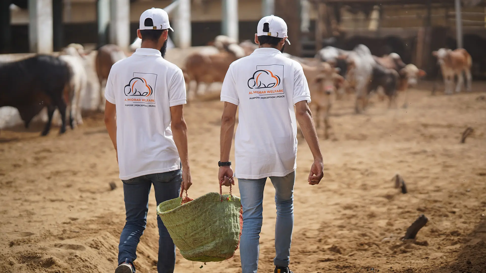 Cow Share 1/7