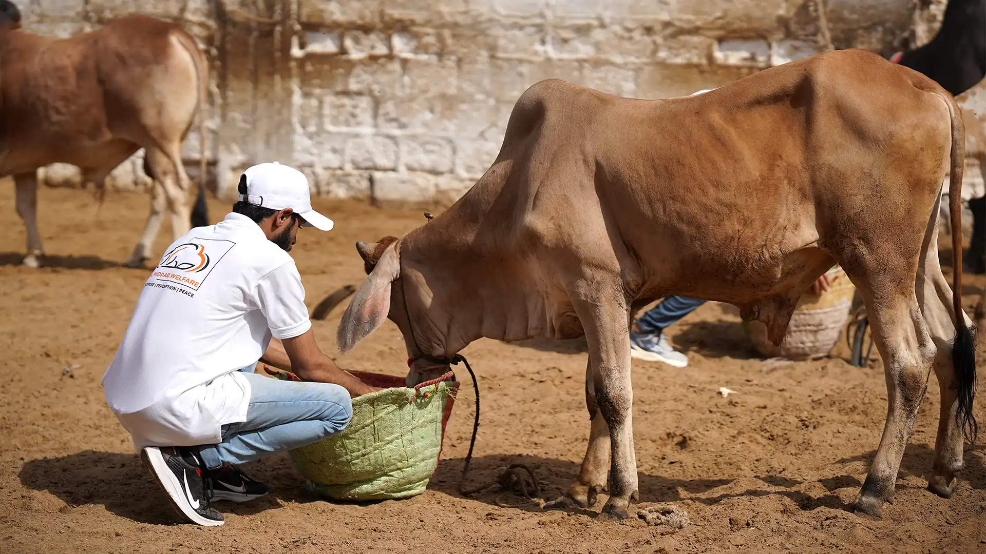 Full Cow