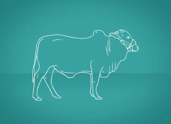 Waqf Qurbani