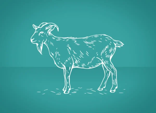 Sadqa / Aqeeqa Goat
